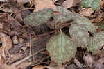 Allegheny spurge